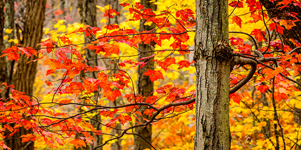 autumn